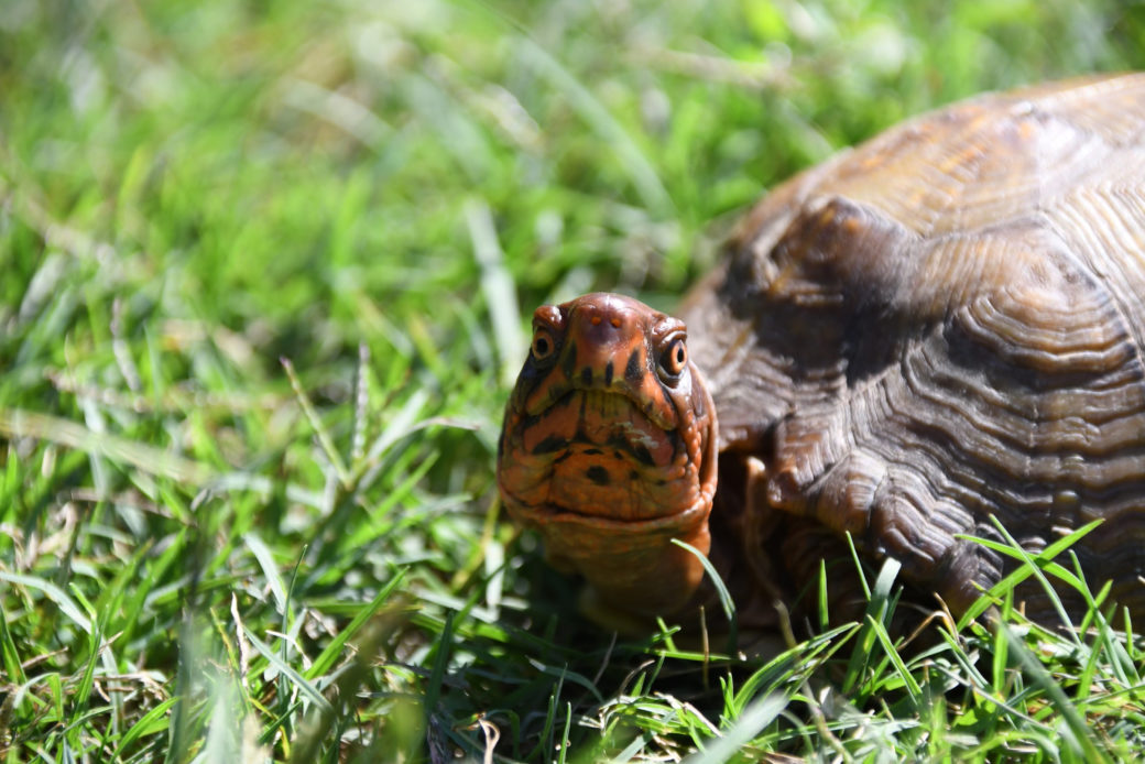 A three-toed box turtle with an orange face peers out of green grass