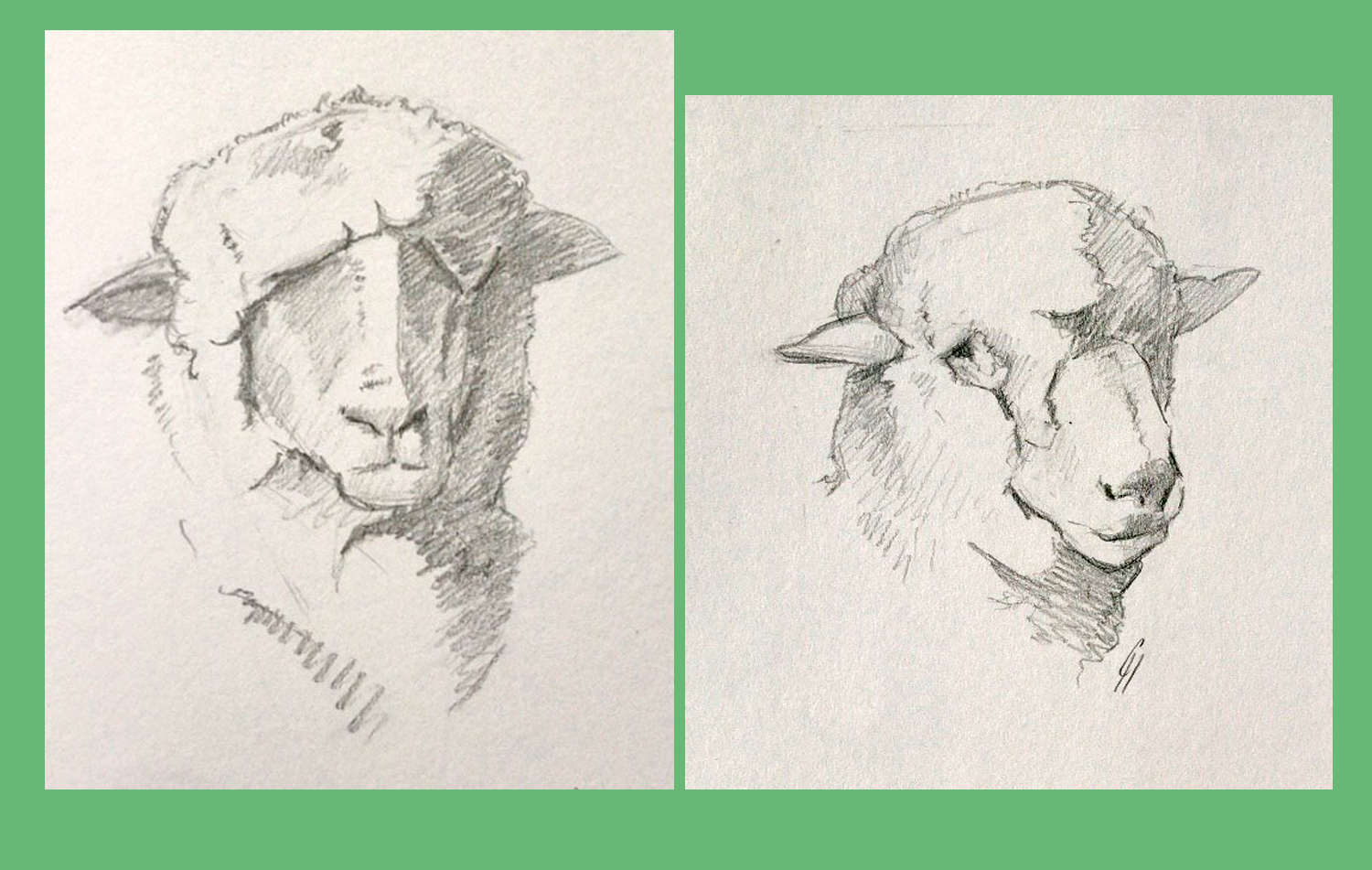 Two pencil sketches of sheeps' heads