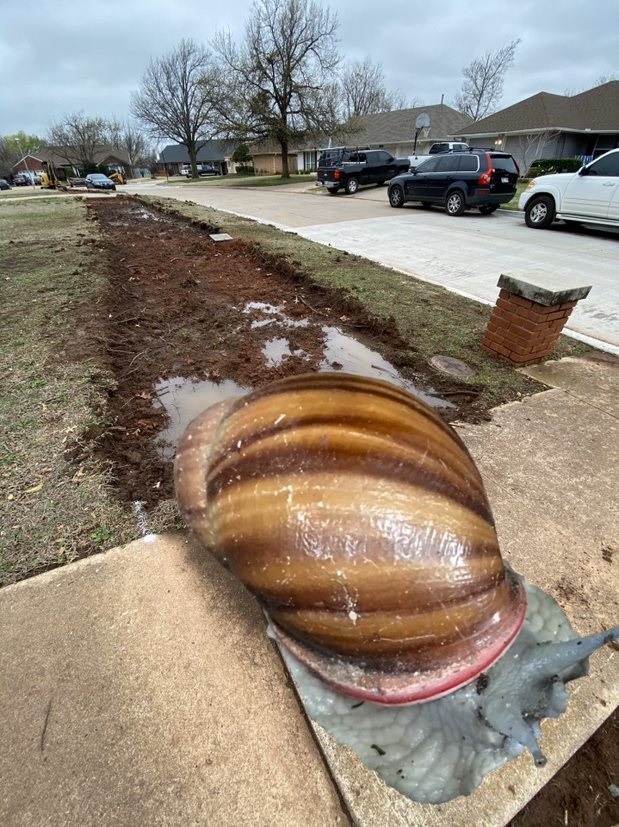 A giant snail imposed on a sidewalk