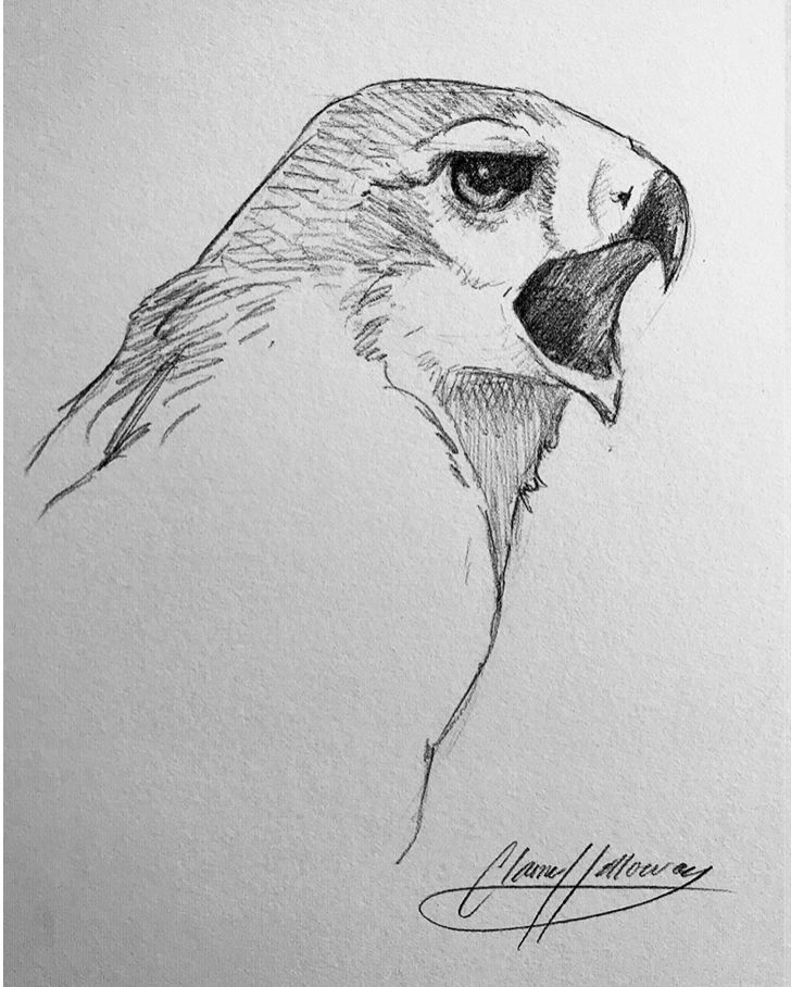 A sketch of a redtailed talk is in the center of a white page. Drawn in a light grey, the hawk's beak is open, mid-screech. We can only see from the shoulders up.