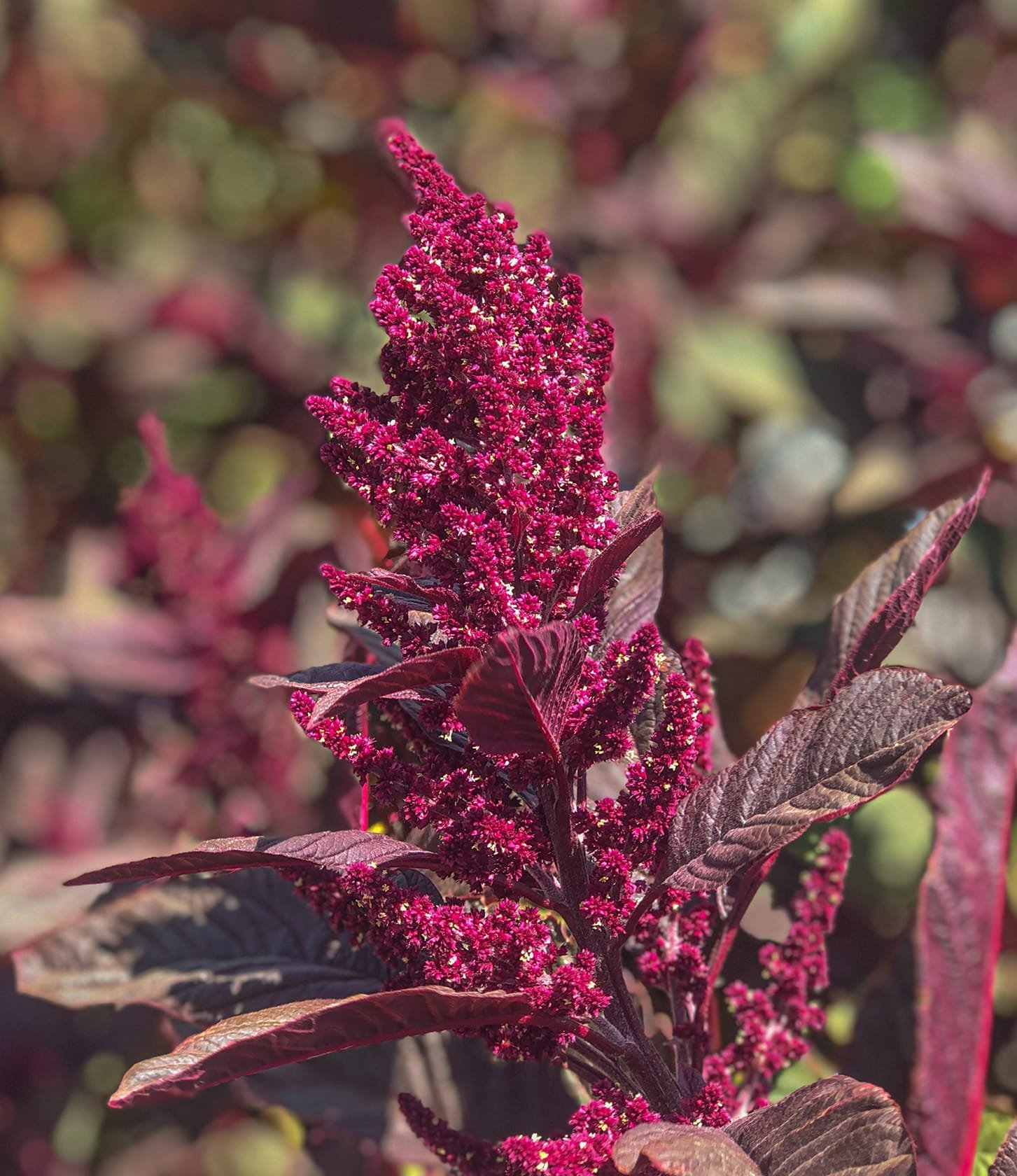 Art garden june 2 of