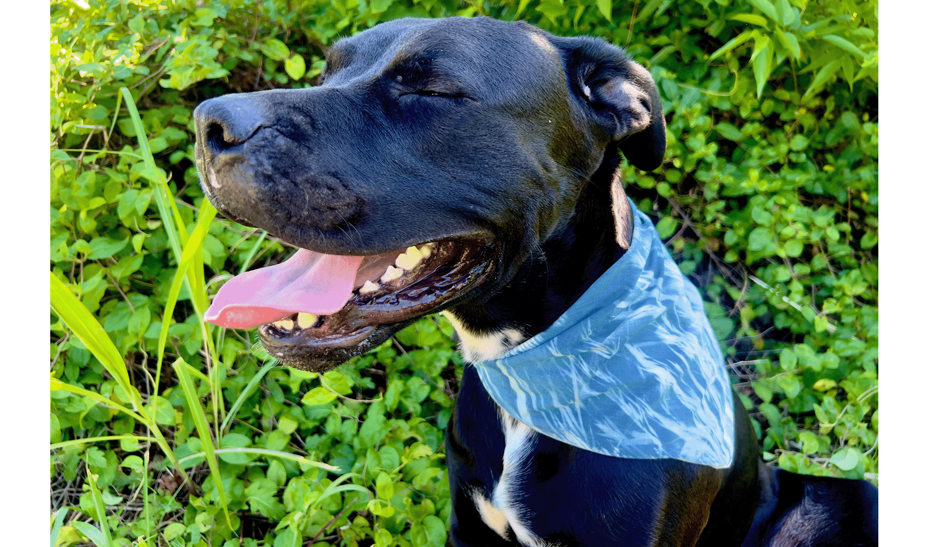 Cyanotype Bandanas for You and Your Pet!